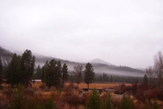 Fog on meadow