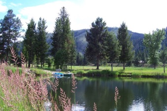 Pond in summer