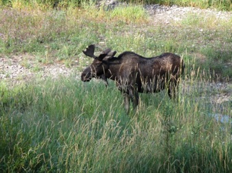 Moose by meadow