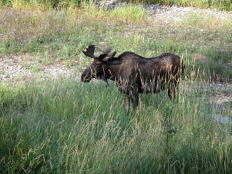 Bull moose